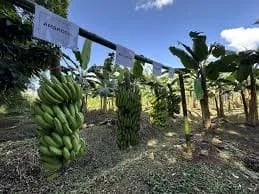 Costa Rica evalúa nuevas variedades de banano resistentes al Fusarium R4T y la Sigatoka Negra