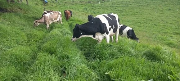 ECUADOR: Sistemas silvopastoriles impulsan una ganadería más limpia y eficiente