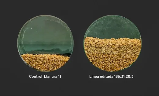COLOMBIA: ICA confirma que arroz editado genéticamente es un cultivar convencional