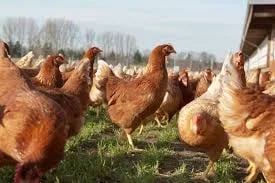 Brasil: Exportaciones de pollo crecerían 0,5% en 2024 tras controlar brote de gripe aviar