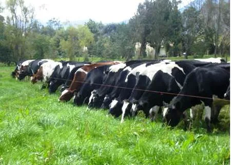 Impacto del invierno en la ganadería: consideraciones desde el manejo en campo