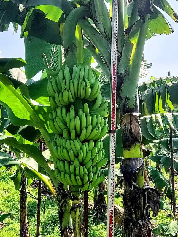 Taiwán ha desarrollado una variedad de banano resistente a mal de Panamá