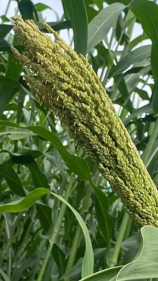 BRASIL: Una nueva variedad de sorgo forrajero gigante llega al mercado con alta productividad y calidad.