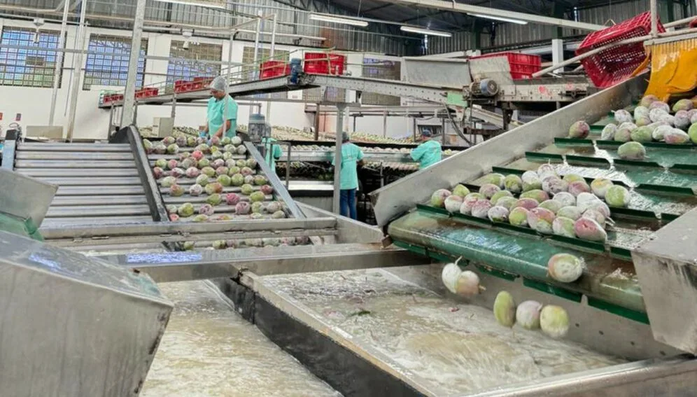 Innovación alarga vida de frutas