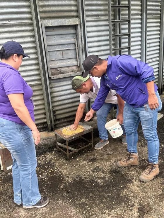 ECUADOR: Productores piden priorizar maíz nacional y convocar Consejo