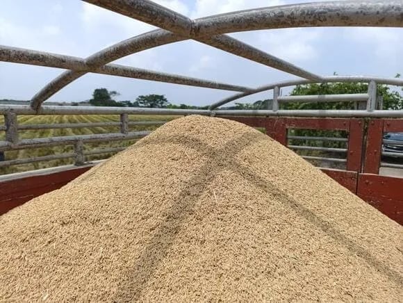 ECUADOR: Arroceros exigen nombres, tras anuncio del ministro de agricultura