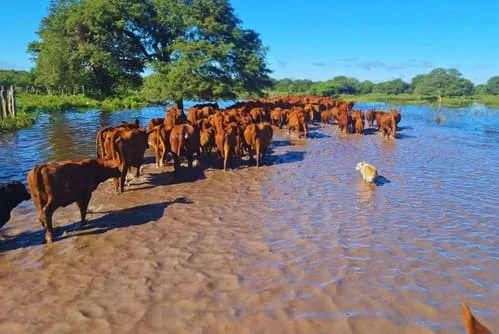 ARGENTINA: Cómo manejar el ganado en condiciones de exceso hídrico