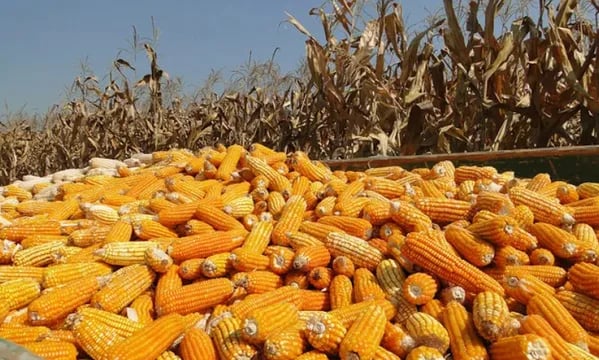 ECUADOR: Productores de ciclo corto convocan asamblea por crisis en el campo