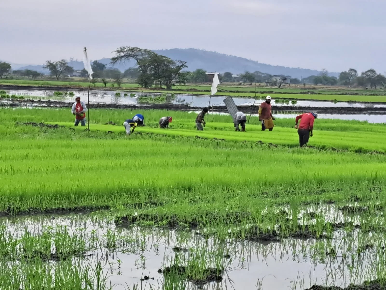 ECUADOR: Exportación de arroz alivia inventarios, no la crisis, según los productores