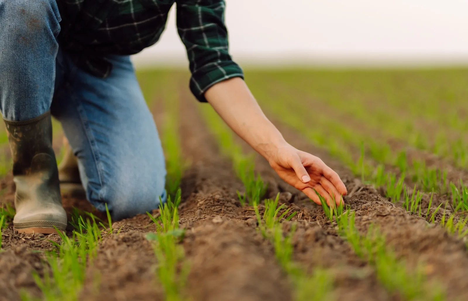 ECUADOR: Agro busca anticiparse a El Niño