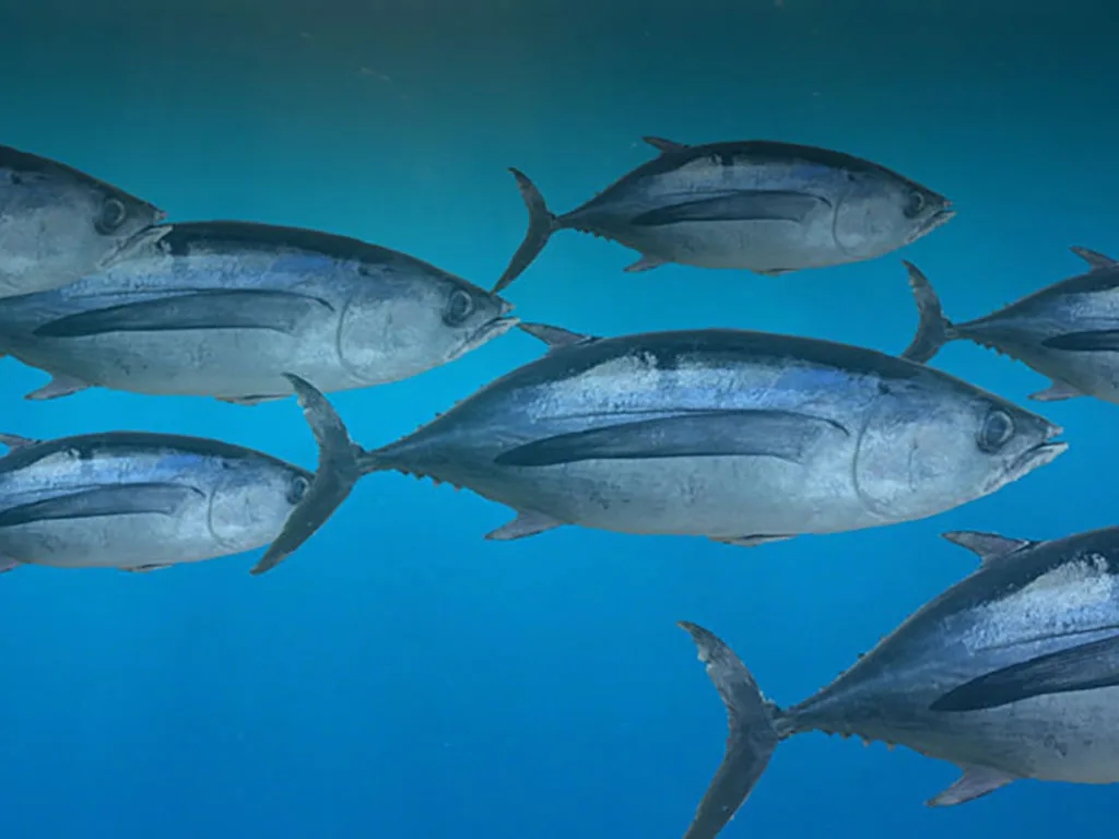 El atún americano recibe un impulso: el aumento de las cuotas de atún rojo significa más oportunidades para los pescadores estadounidenses.
